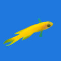 Yellow Assessor Basslet