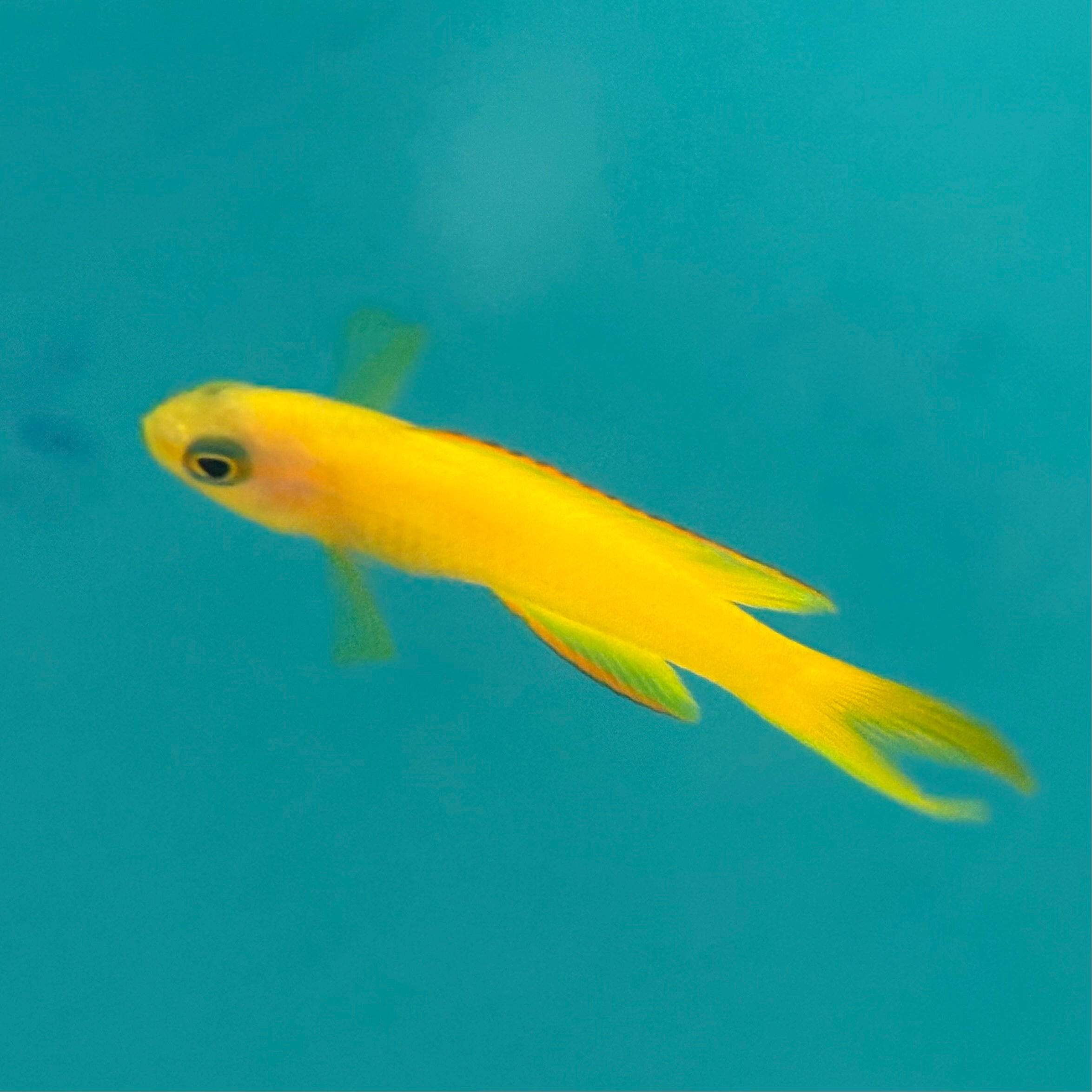 Yellow Assessor Basslet