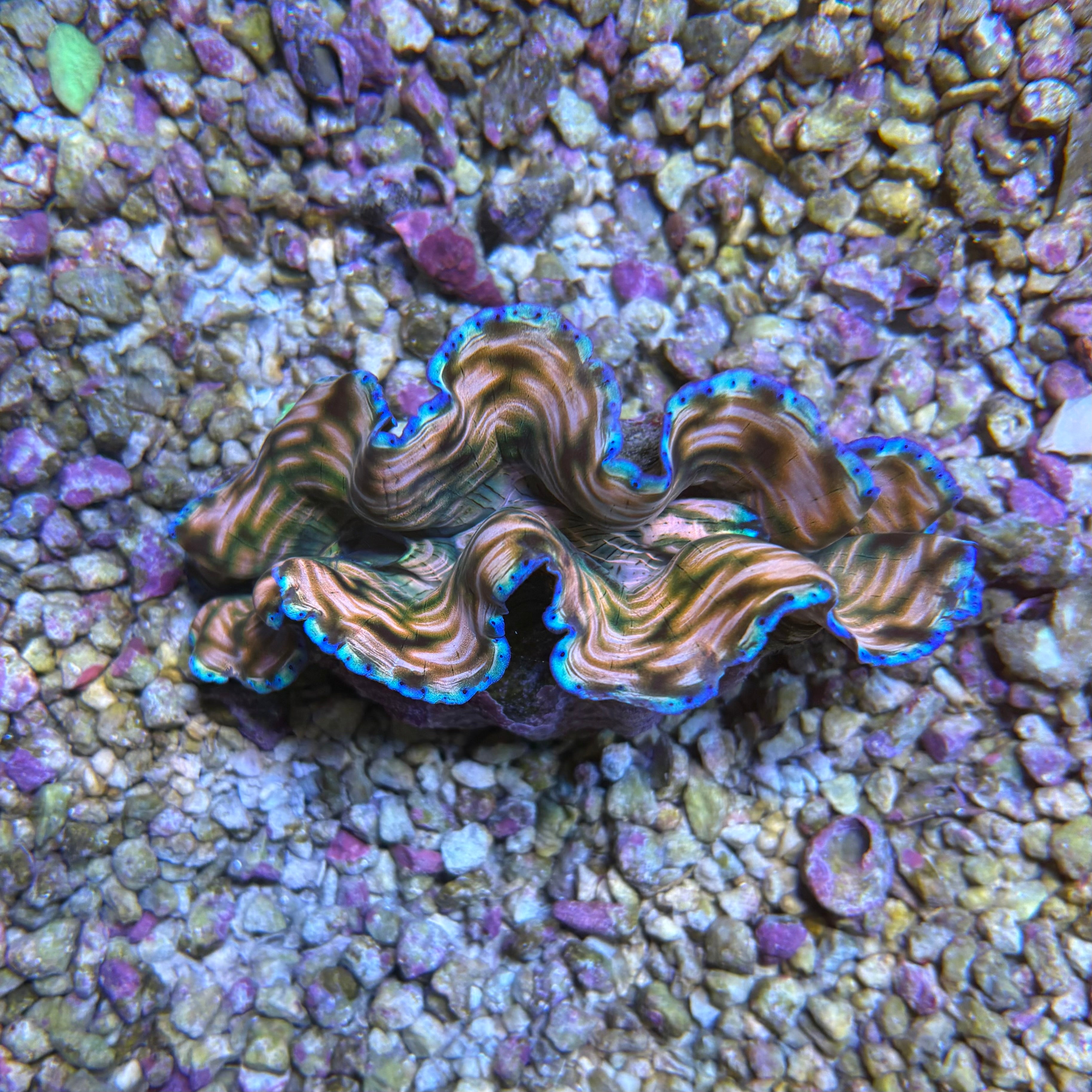 Derasa Clam
