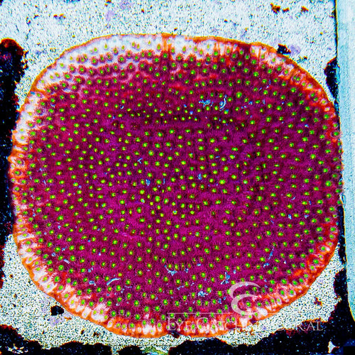 ECC Bling Bling Cyphastrea