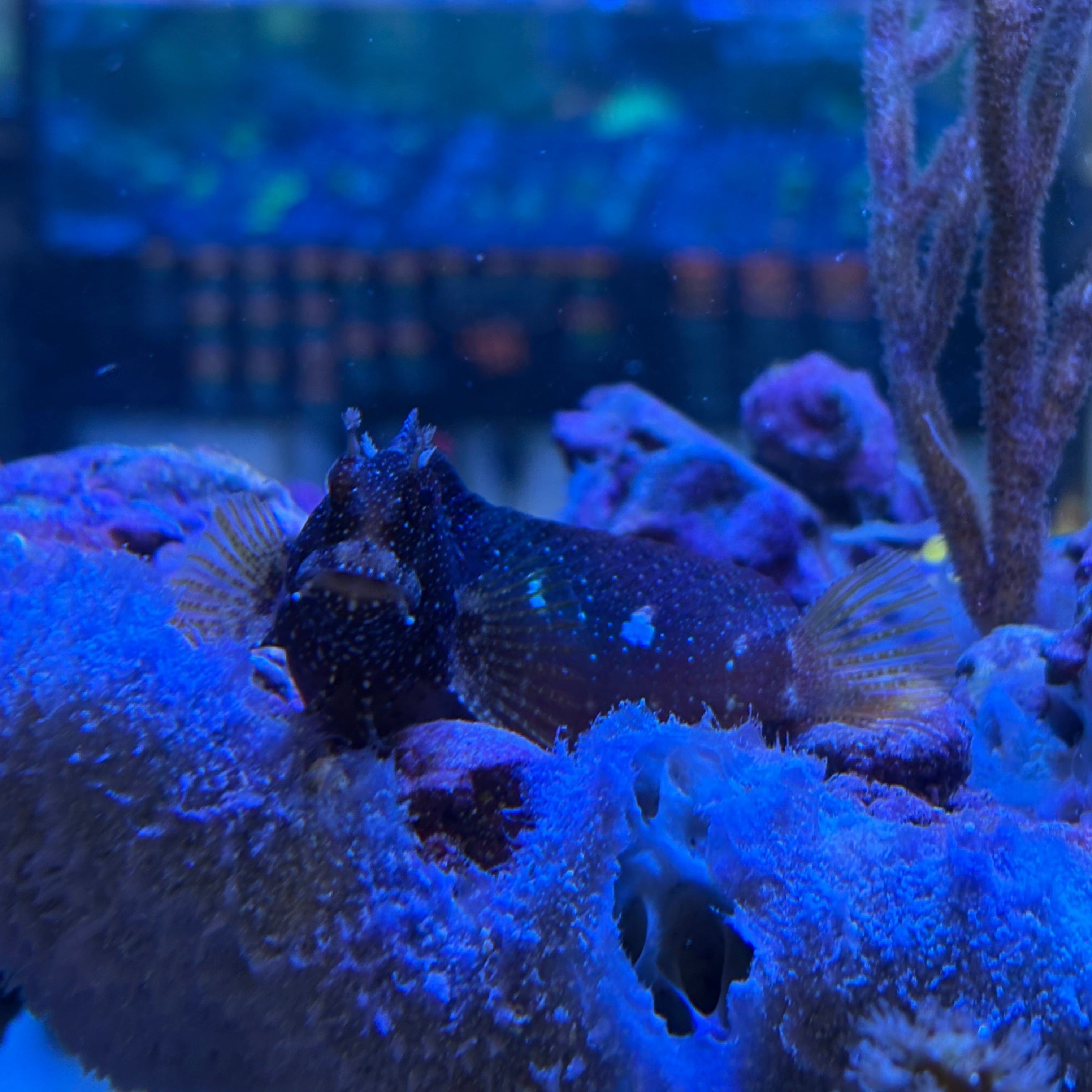 Starry Blenny-(M)