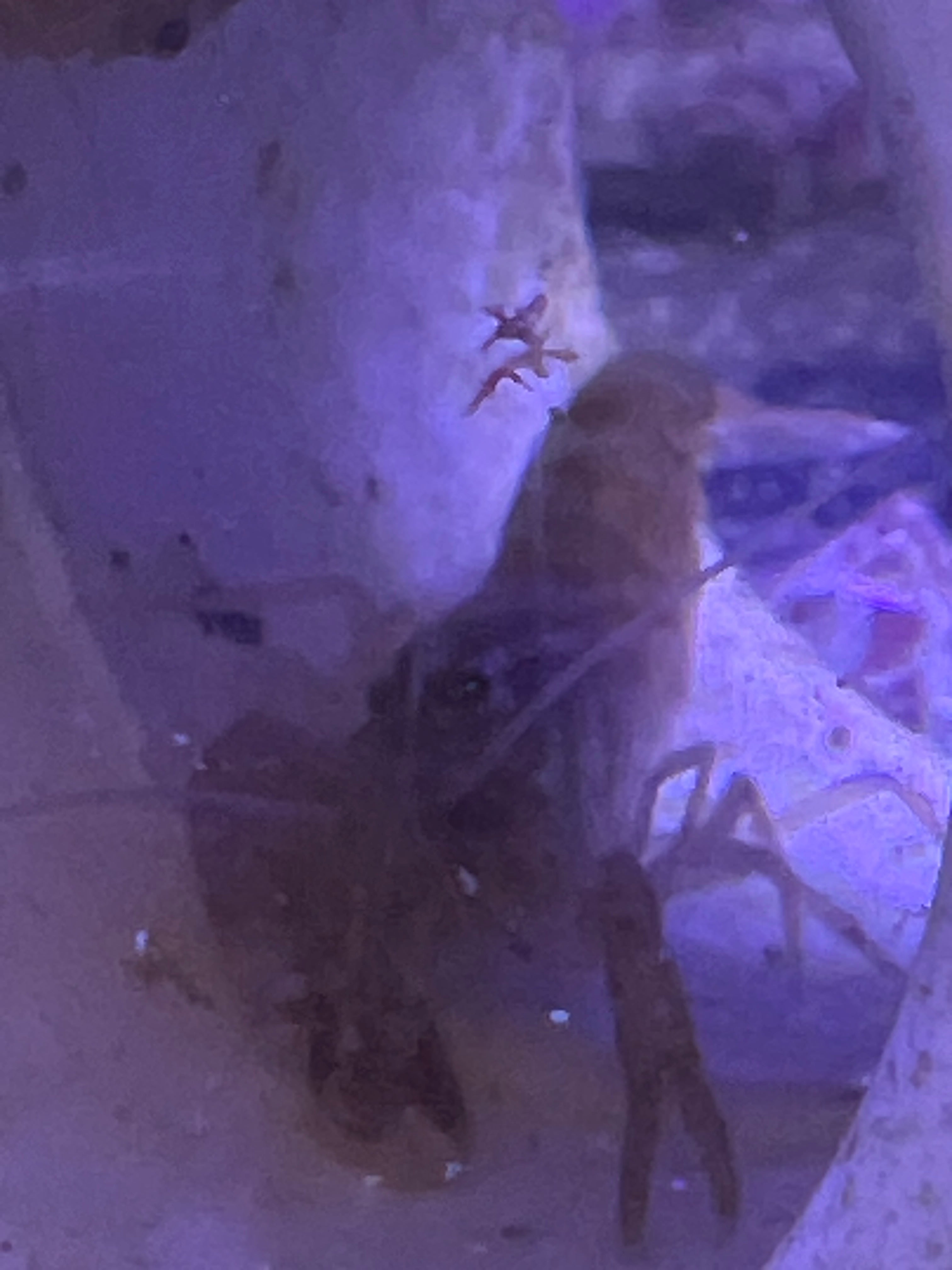 Candy Stripe Pistol Shrimp