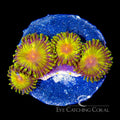 ECC Impastas Zoanthid