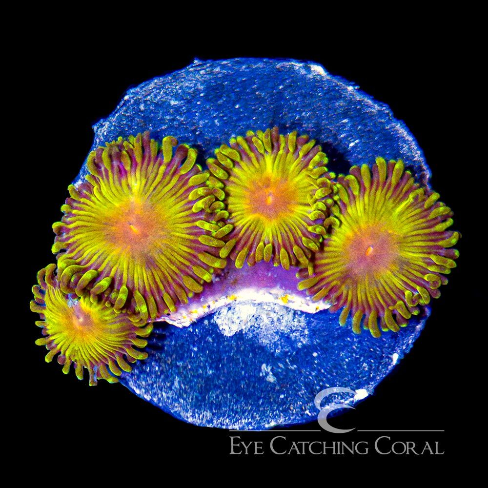 ECC Impastas Zoanthid