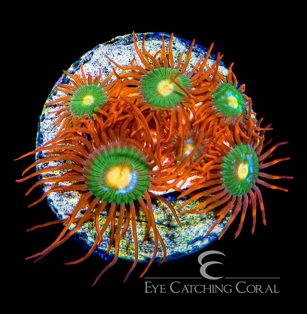 ECC Gatorade Zoanthid