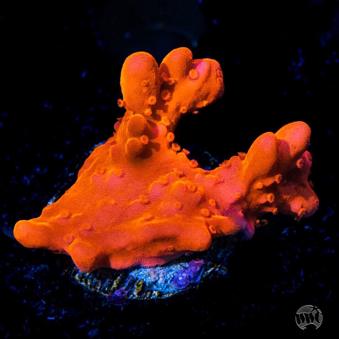 WWC Tyree Orange Setosa Montipora