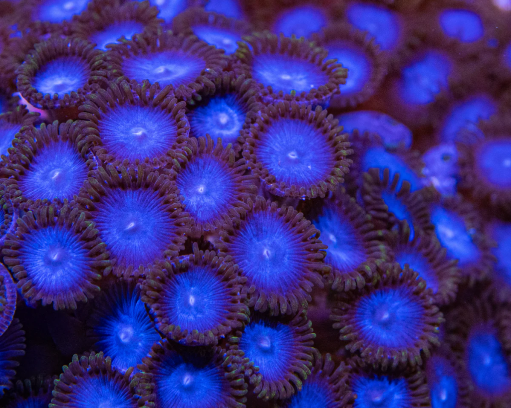 WWC Tubbs Blues Zoanthid