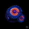Armor of God Zoanthid
