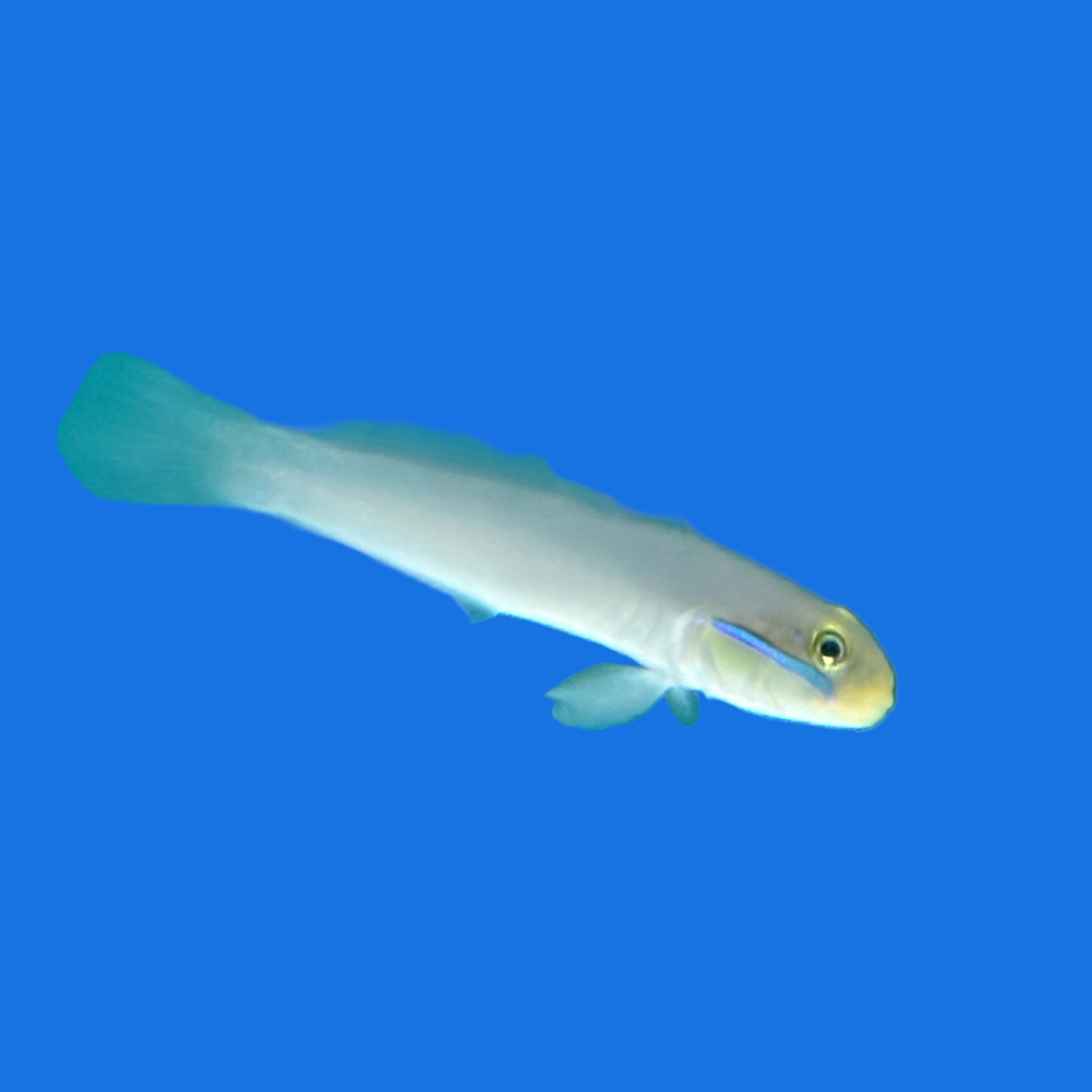 Goldhead Goby