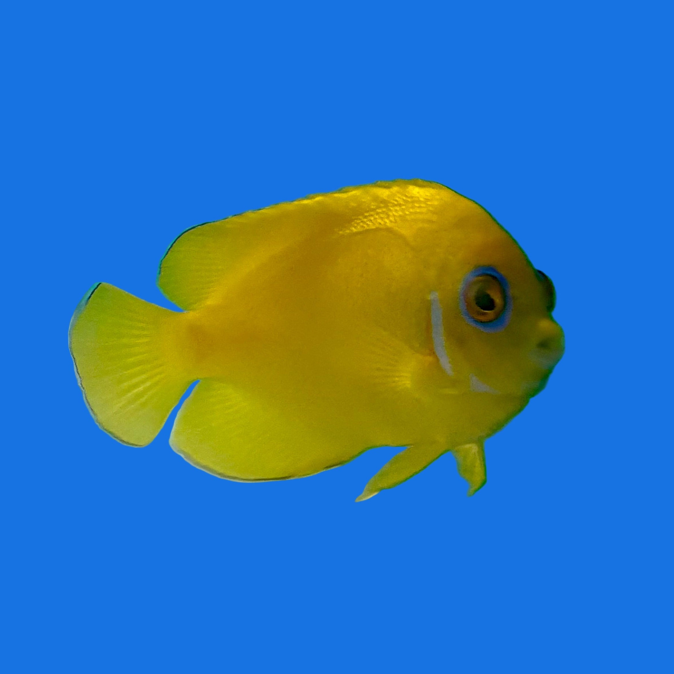 Lemonpeel Angel