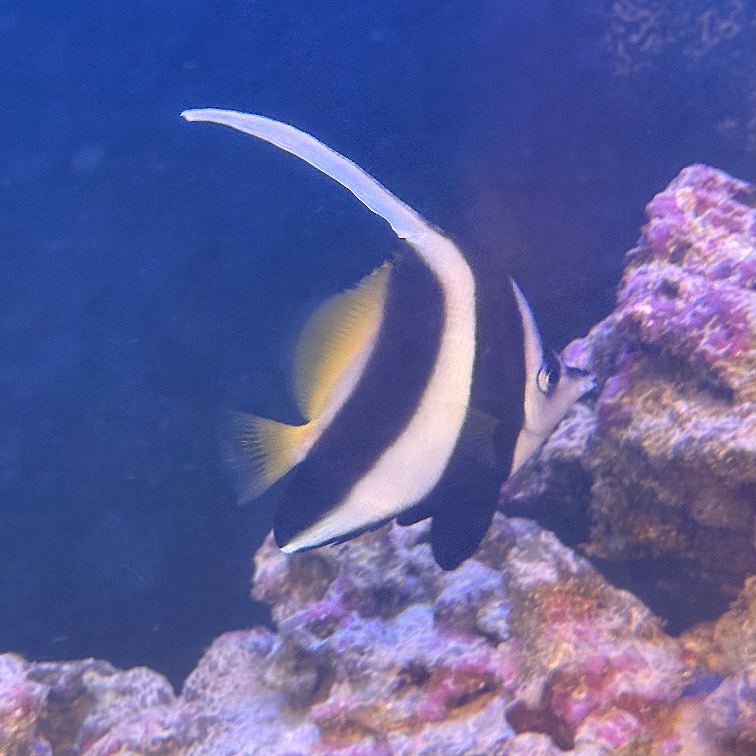 Schooling Bannerfish - H. diphreutes
