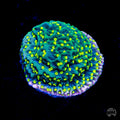 Jason Fox Frankies Hot Pink Rim Montipora