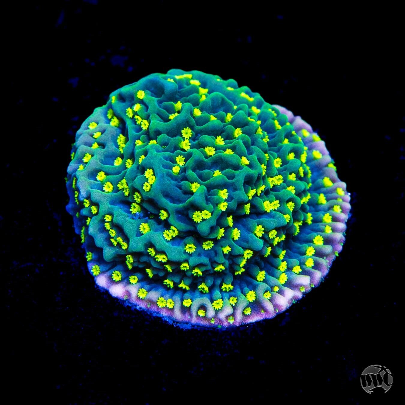 Jason Fox Frankies Hot Pink Rim Montipora