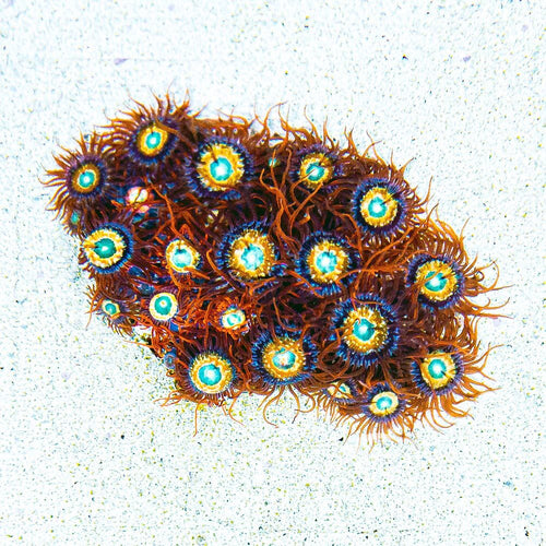 ECC Shatterfield Zoanthid