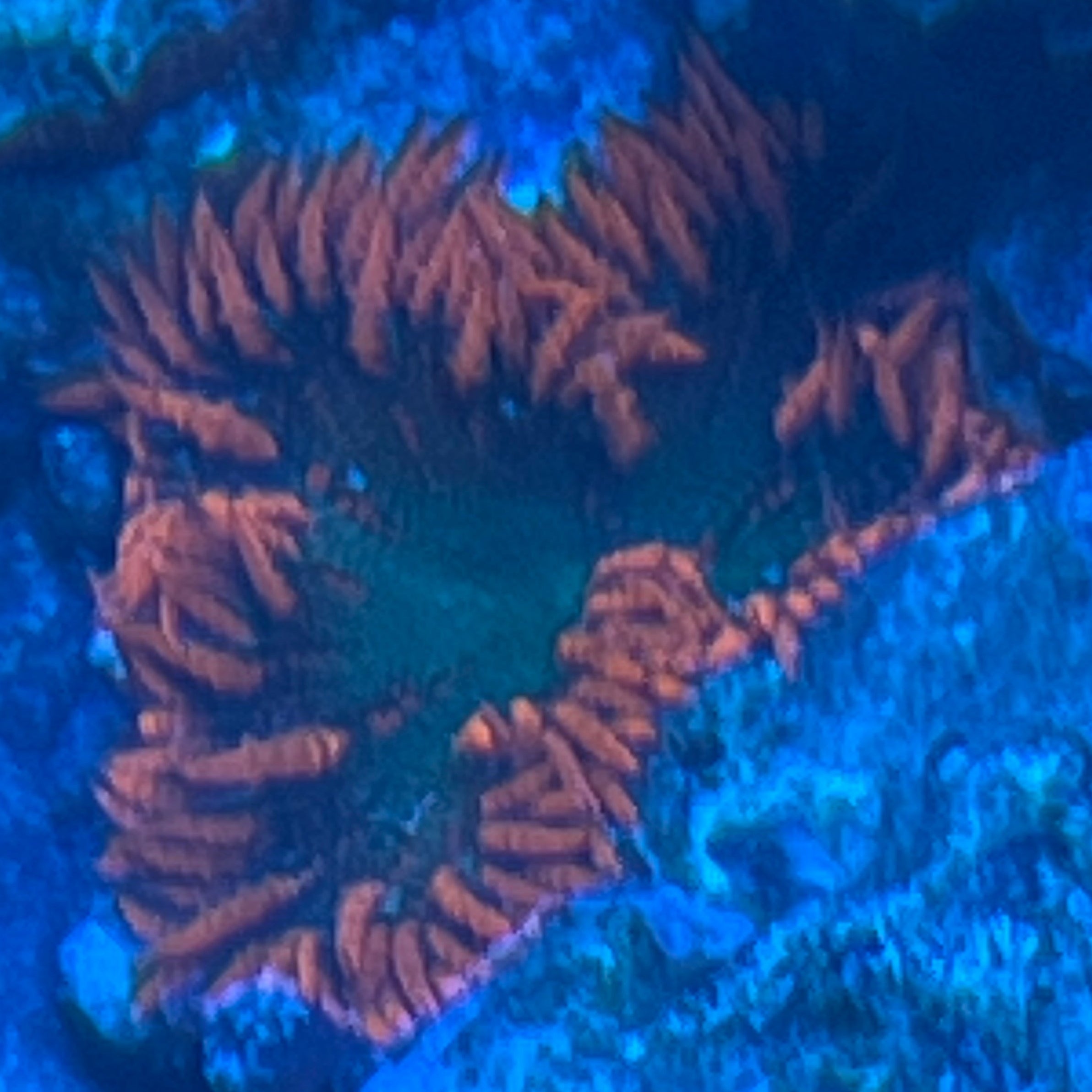 Rock Flower Anemone