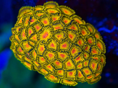 WWC Golden Gods Zoanthid