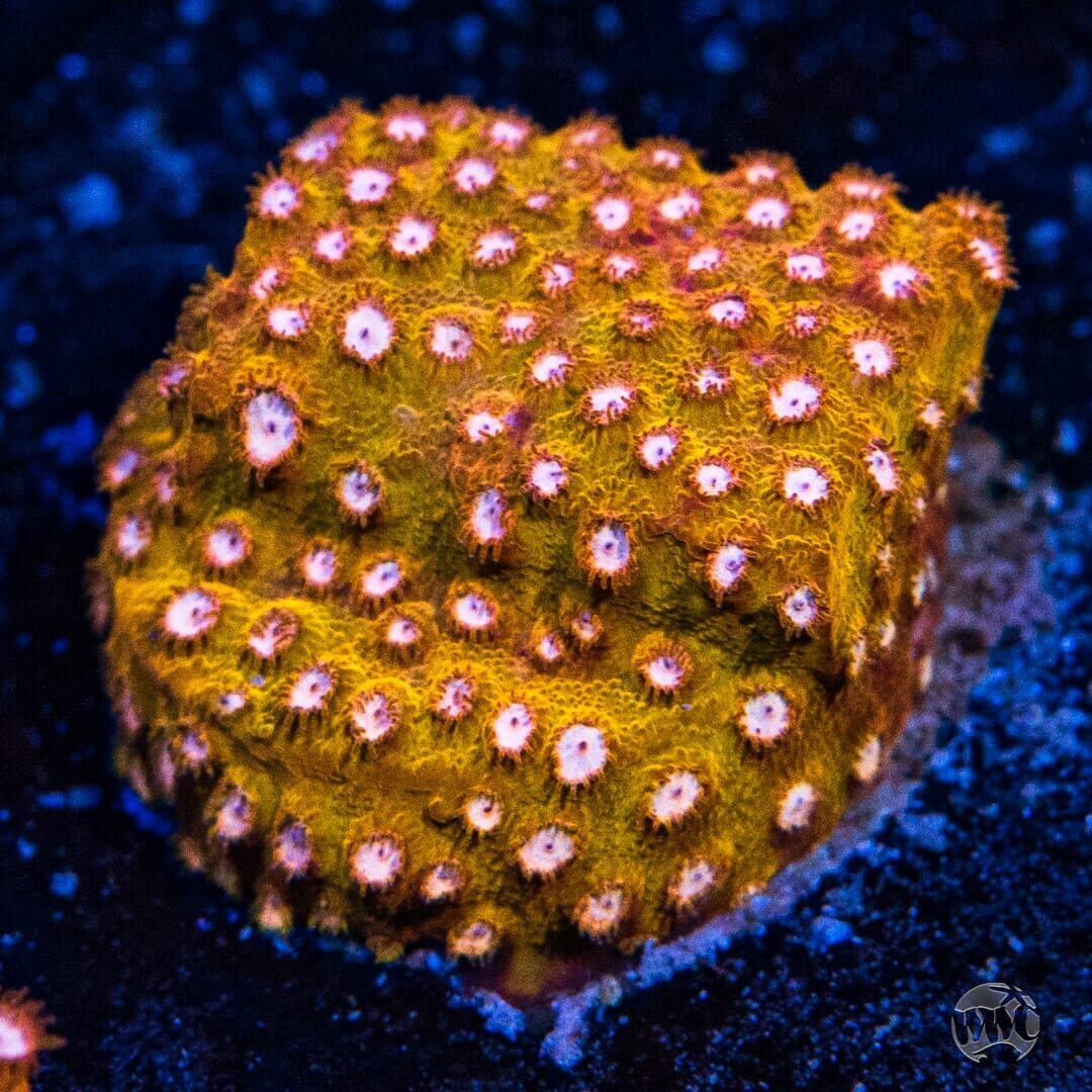 WWC Butterscotch Cyphastrea