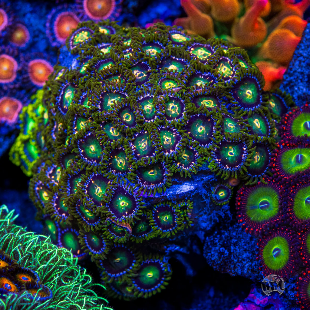 WWC Cosmic Dragon Eye Zoanthid