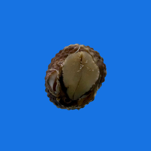 Chestnut Turbo