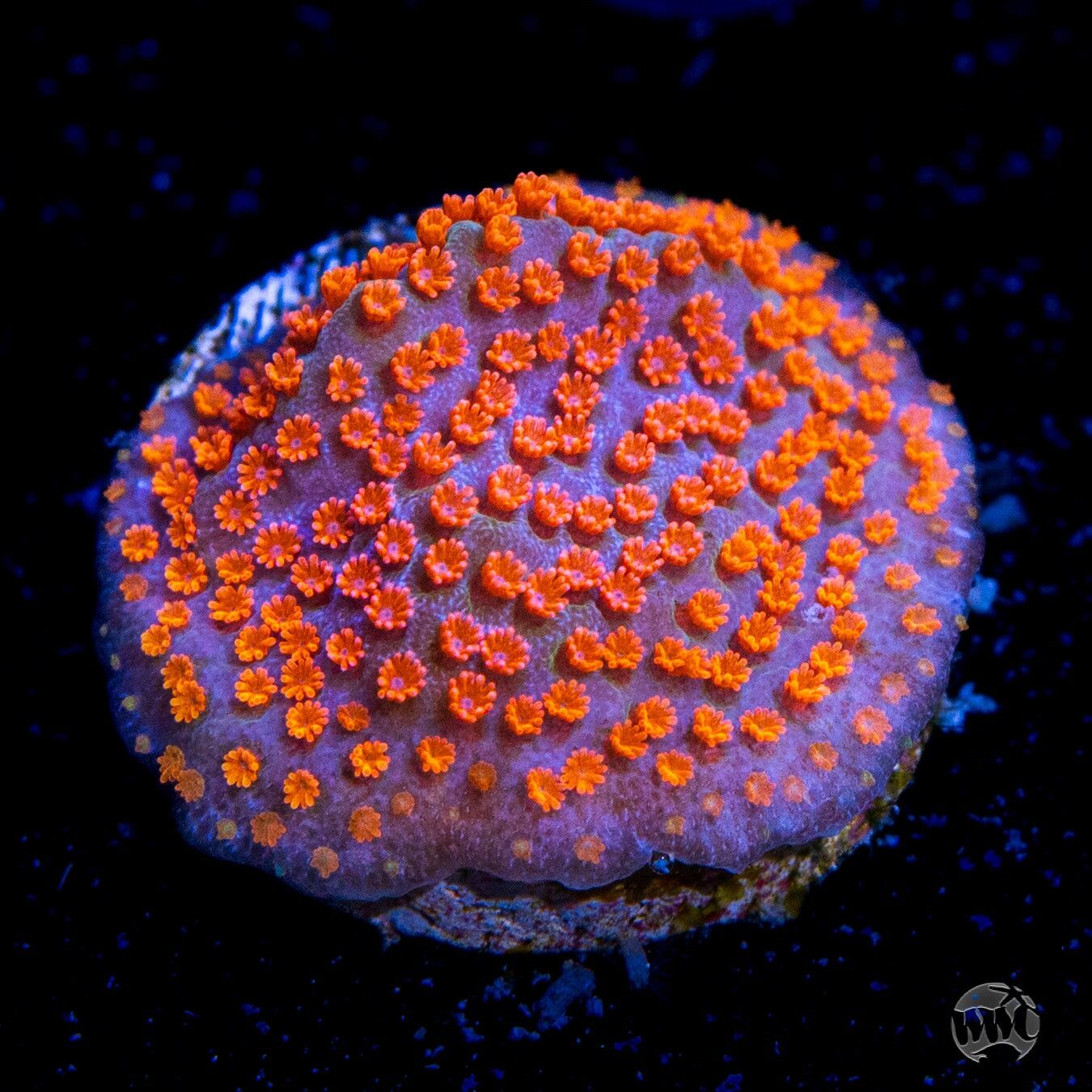 Jason Fox Dizzy Spell Montipora