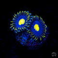 WWC Crazy Kimchi Zoanthid