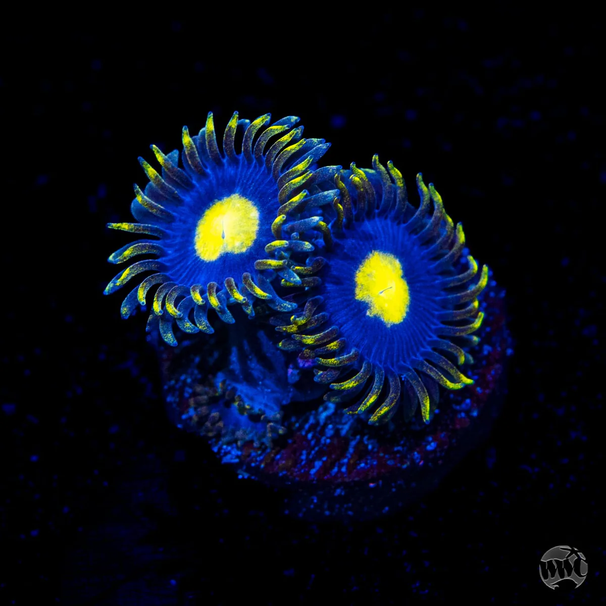 WWC Crazy Kimchi Zoanthid