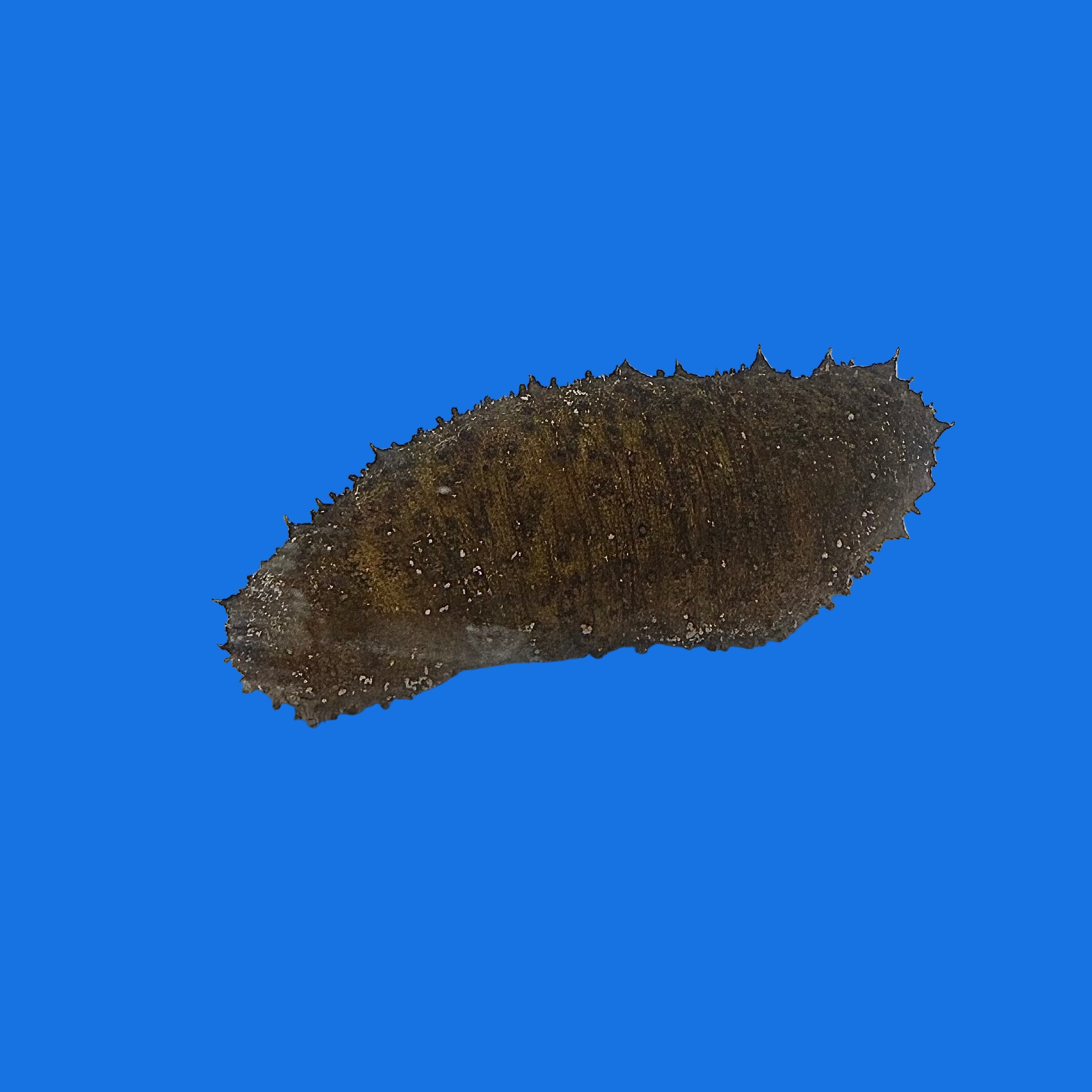 Golden Sea Cucumber