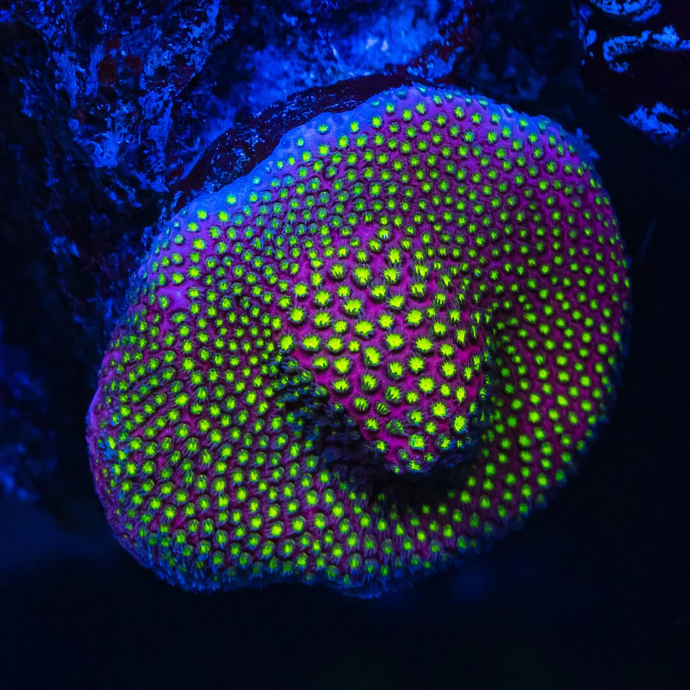 WWC Electric Daisy Stylocoeniella