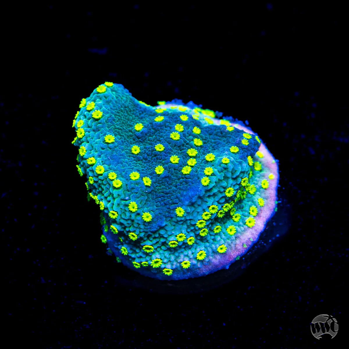 WWC Street Lights Montipora
