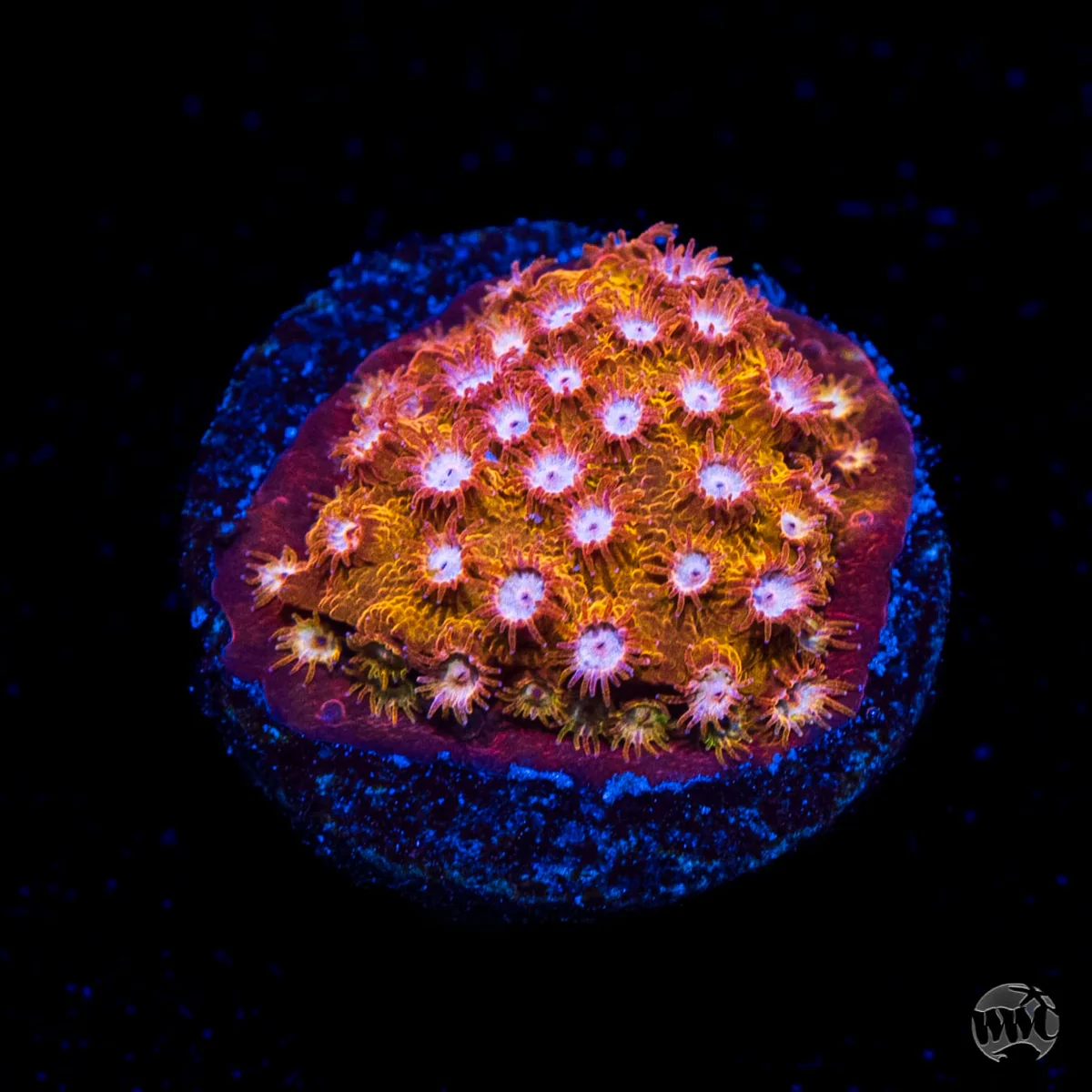 WWC Butterscotch Cyphastrea
