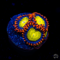 Mandarin Orange Zoanthid