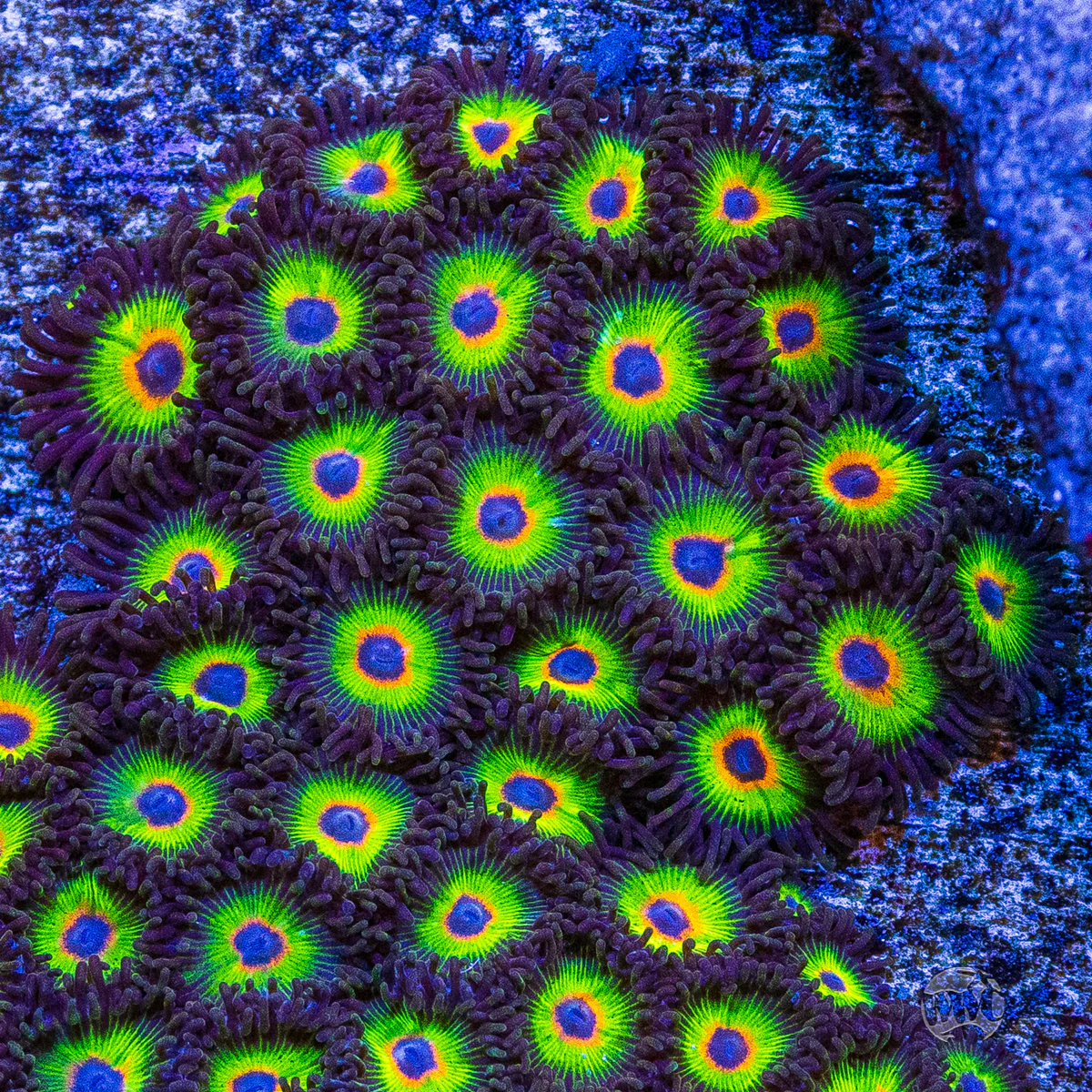 WWC Bob Marley Zoanthid