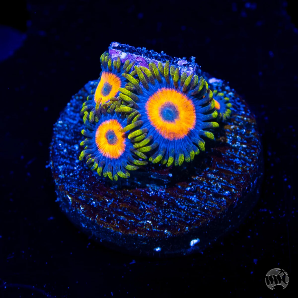 WWC Jungle Juice Zoanthid