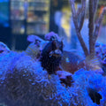 Starry Blenny-(M)