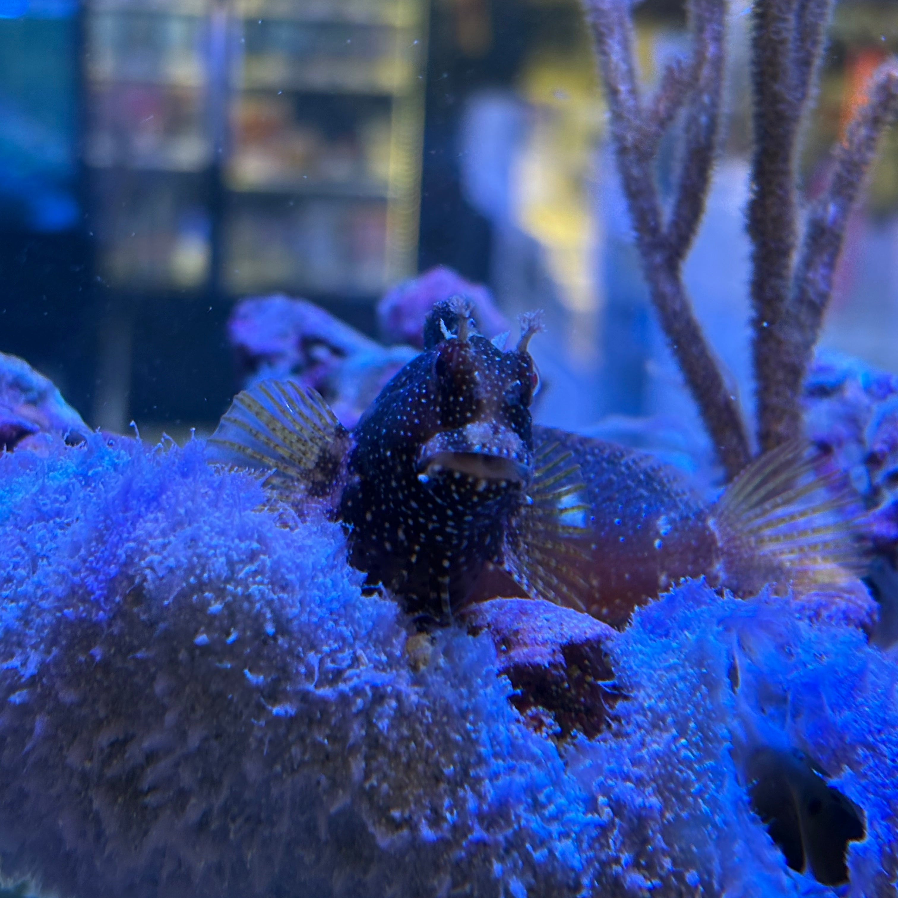 Starry Blenny-(M)
