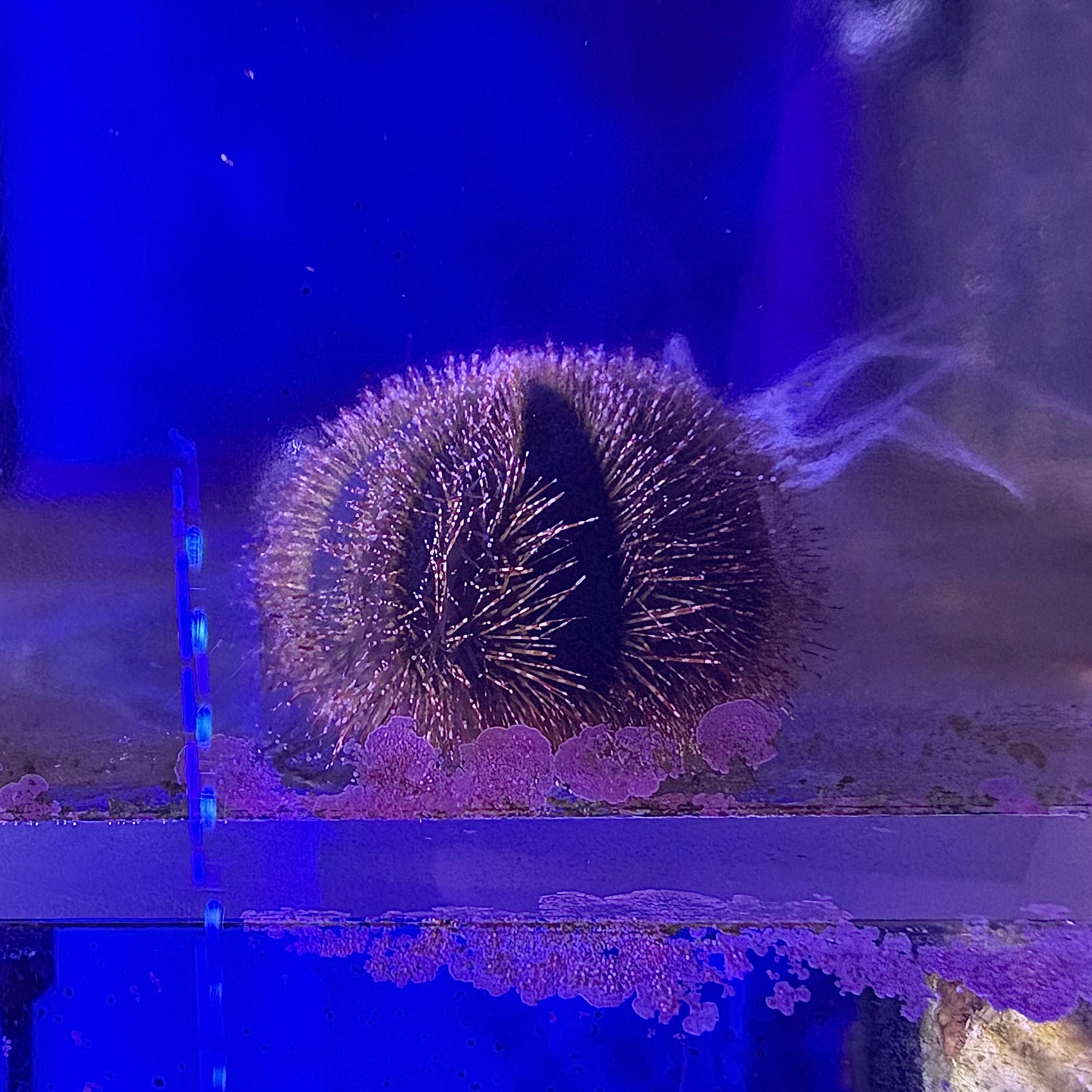Tuxedo Urchin
