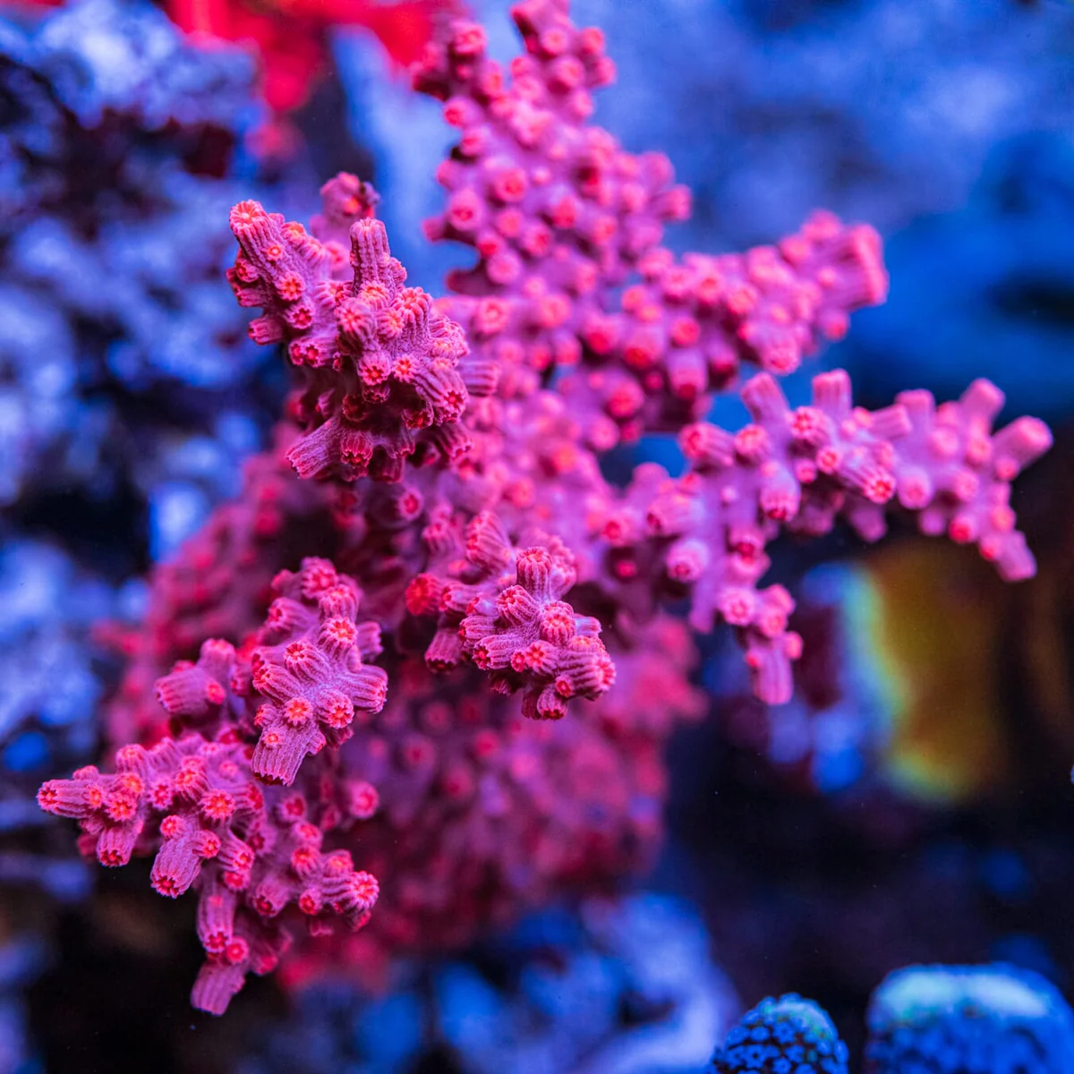 WWC Strawberry Branching Cyphastrea