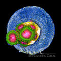 ECC Awesome Blossom Zoanthid