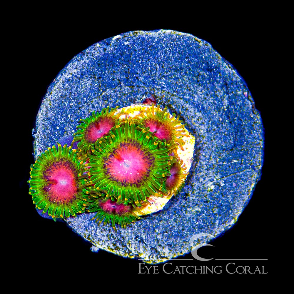 ECC Awesome Blossom Zoanthid