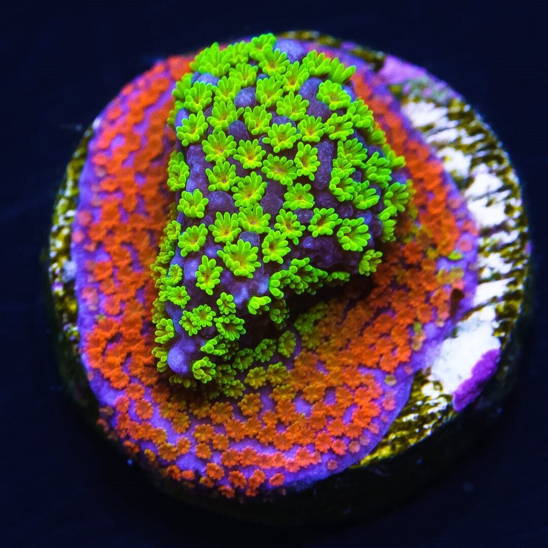 WWC Rainbow Montipora
