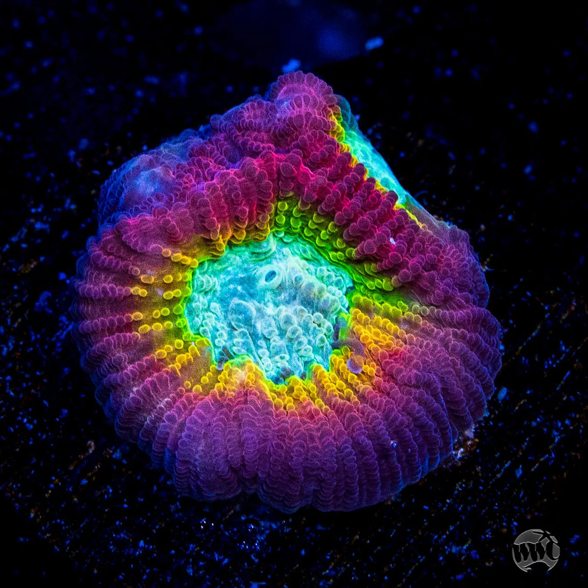 WWC Fantasmo Favia