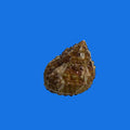 Chestnut Turbo