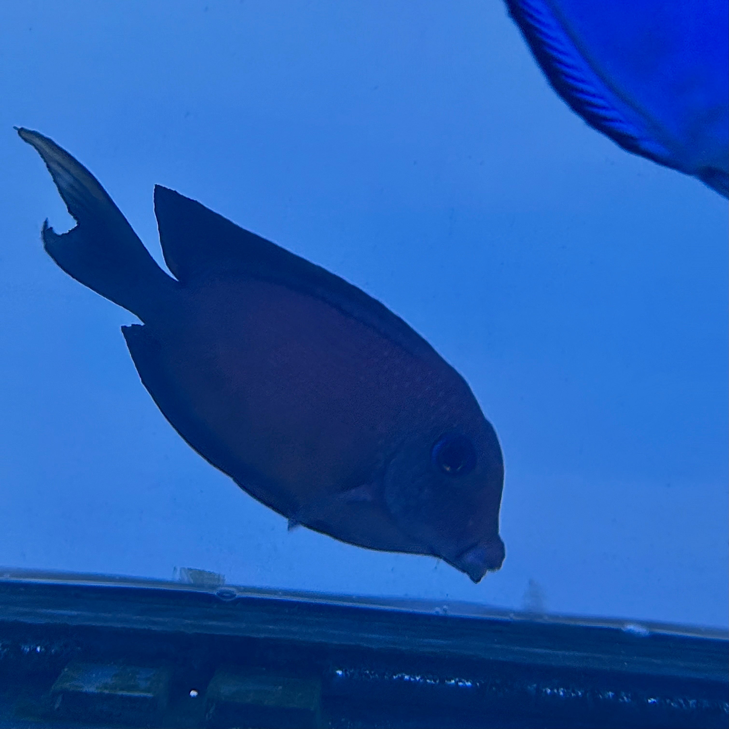 Two Spot Bristletooth Tang