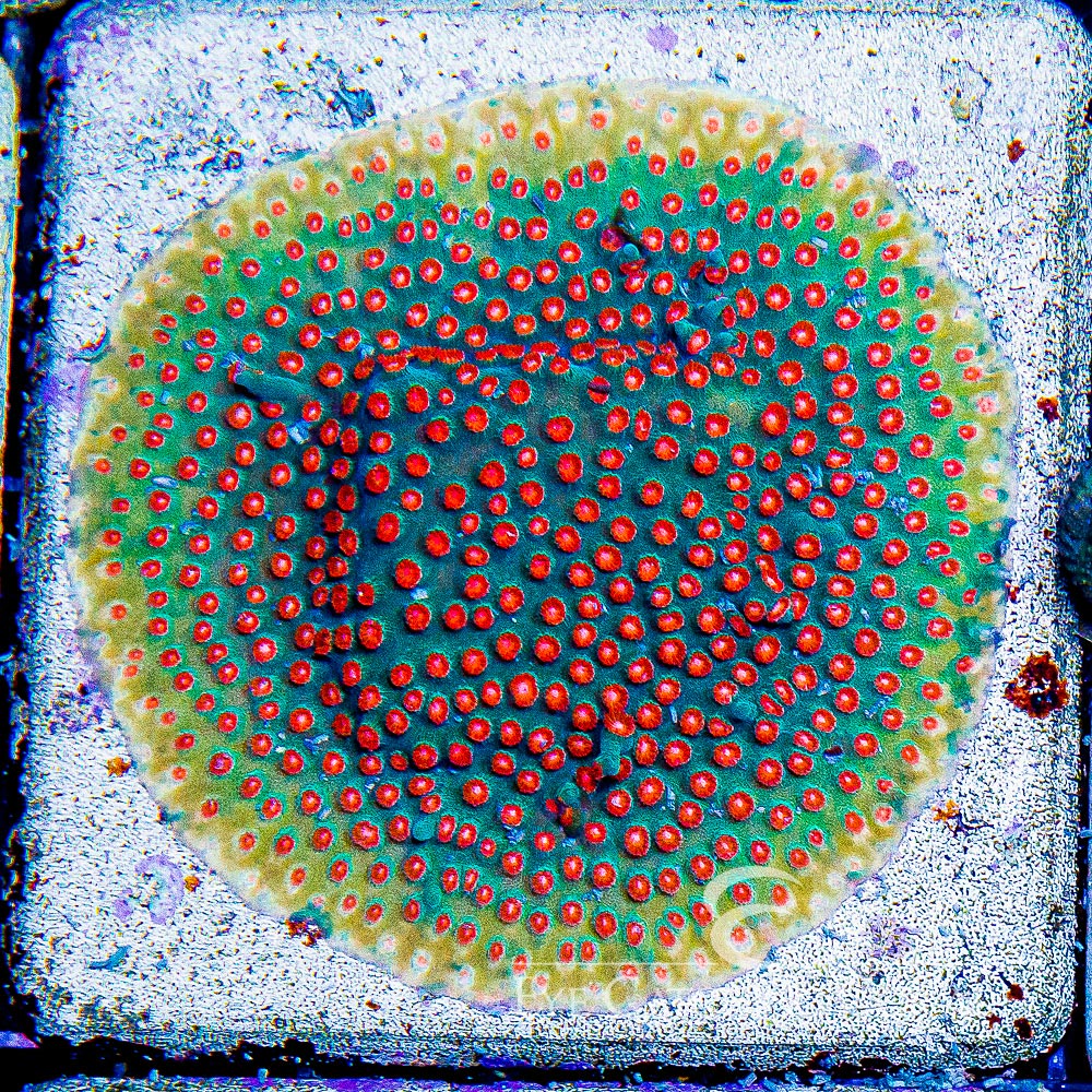 ECC Molten Meteor Cyphastrea