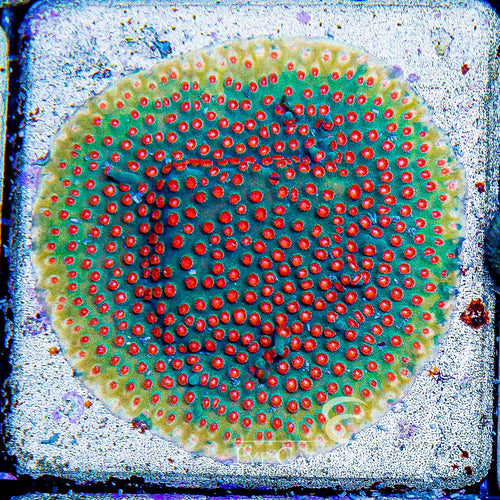 ECC Molten Meteor Cyphastrea