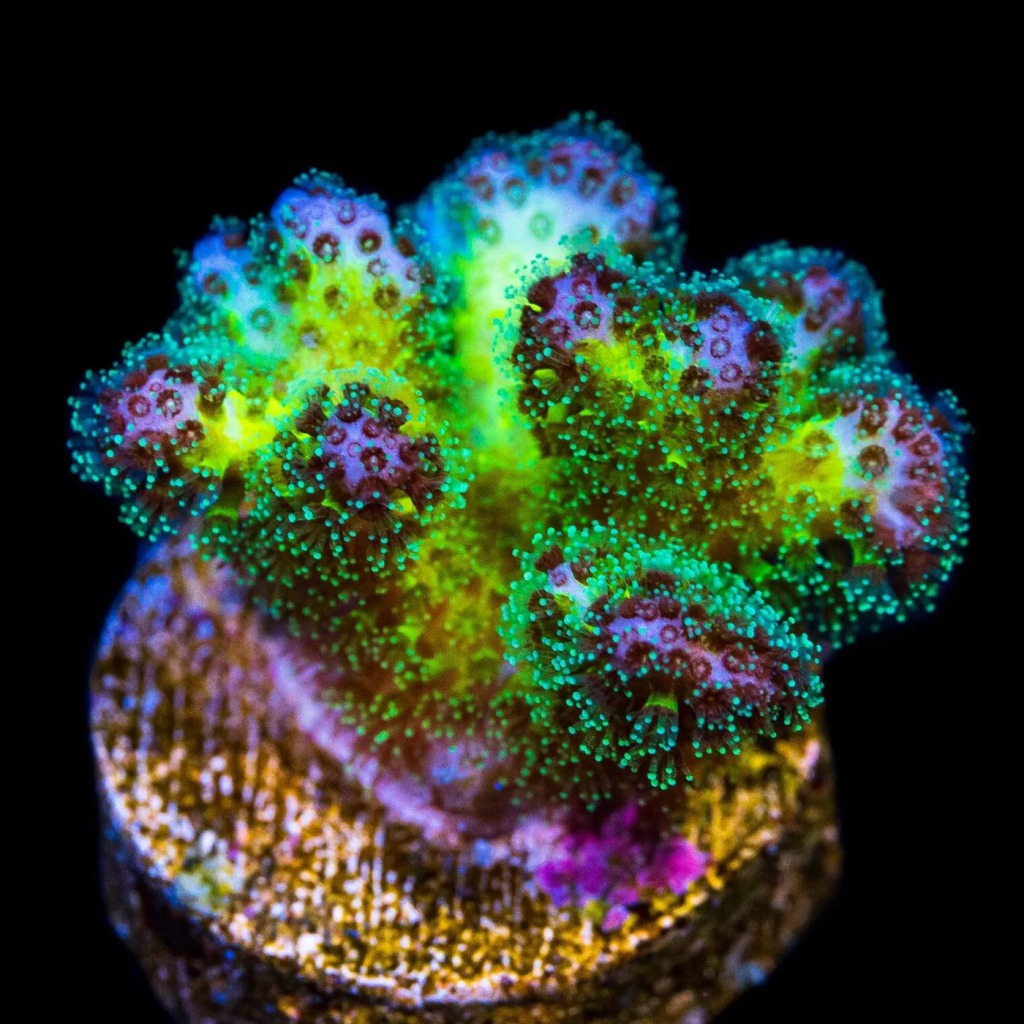 WWC Rainbow Pocillopora