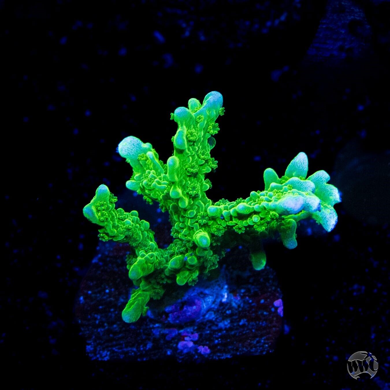 WWC Green Hirsuta Montipora