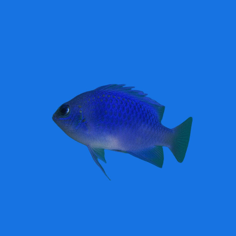 Blue Sapphire Damsel