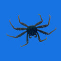 Sally Lightfoot Crab