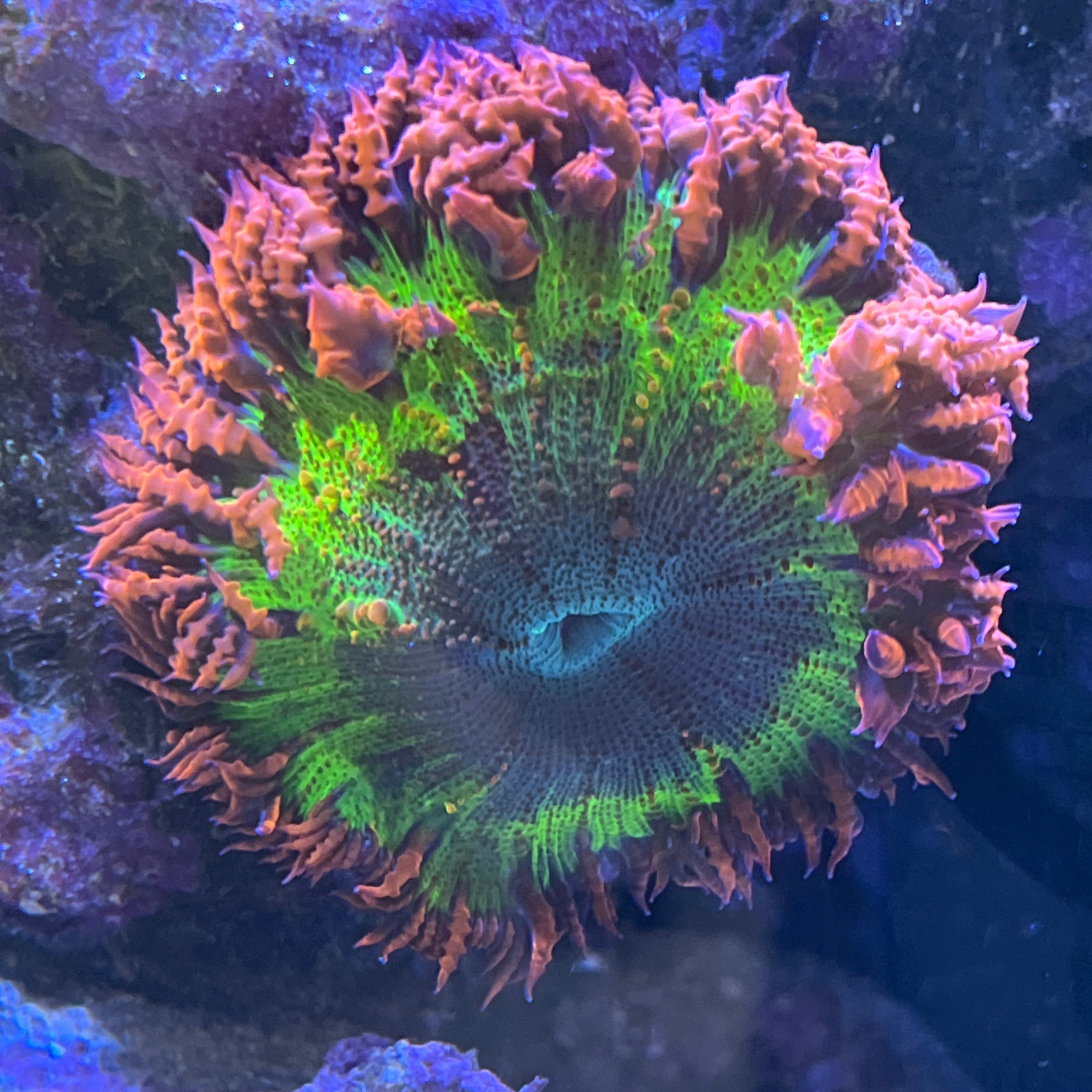 Rock Flower Anemone
